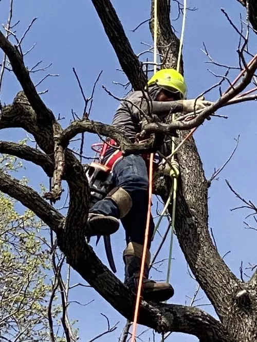 The Maryland professional tree service team was awesome. From the first call to get a free estimate to the finished job