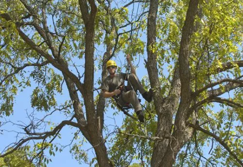 I was so impressed with their customer service. They helped me assess and bolt a huge tri-branched tulip tree a year ago,