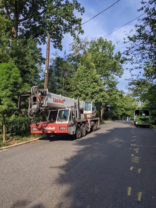 We had to have a large dead branch removed, a tree deadwooded and some dead branches removed from a third tree