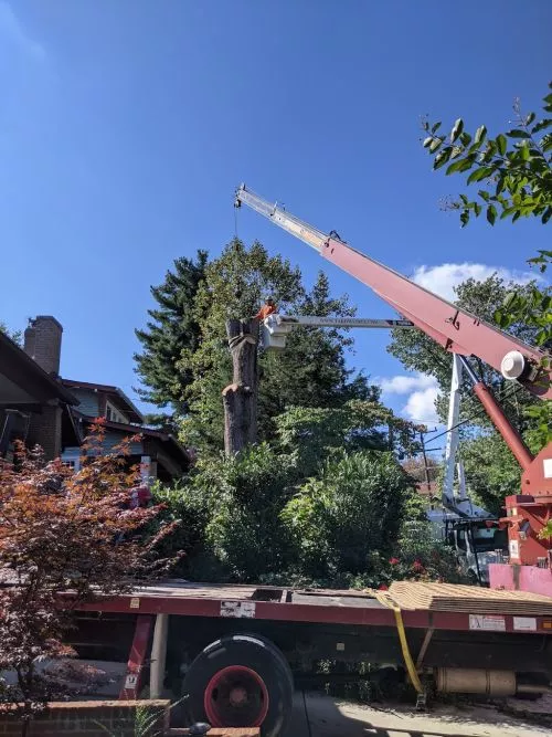 We hired Takoma Tree Svc to cut up and remove a large tree that had fallen during a windstorm