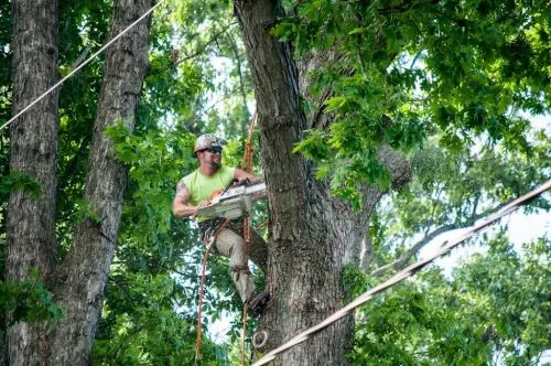 If you are looking for a tree service that absolutely "rocks" - then Dubois Tree Service is the place