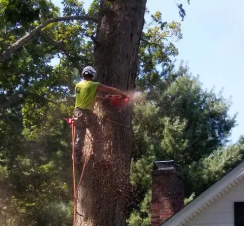 This is my third time using their service to take down branches and very large trees over 8 years