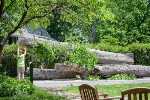 This is my third time using their service to take down branches and very large trees over 8 years