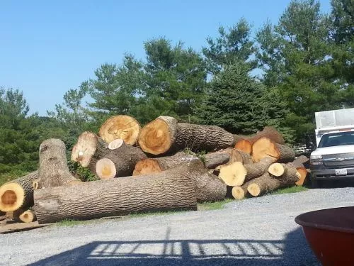 Andrew and his crew have been out and taken down quite a few trees. Many HUGE ones. Everytime they are professional