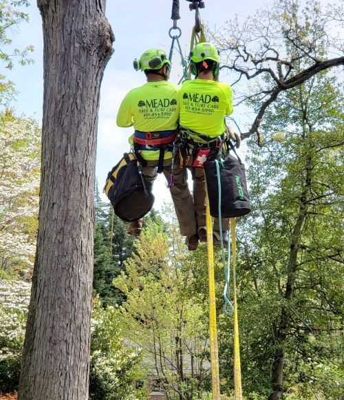  alt='Mead consistently provides high quality tree care services. In February 2024, they pruned several of our trees and removed'