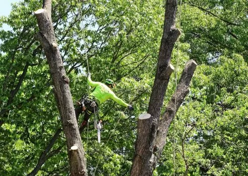 Mead consistently provides high quality tree care services. In February 2024, they pruned several of our trees and removed