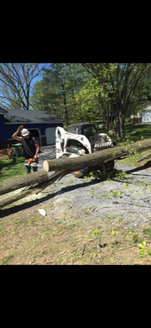 I contacted 5 tree companies to get quotes to remove a very large tree in my yard