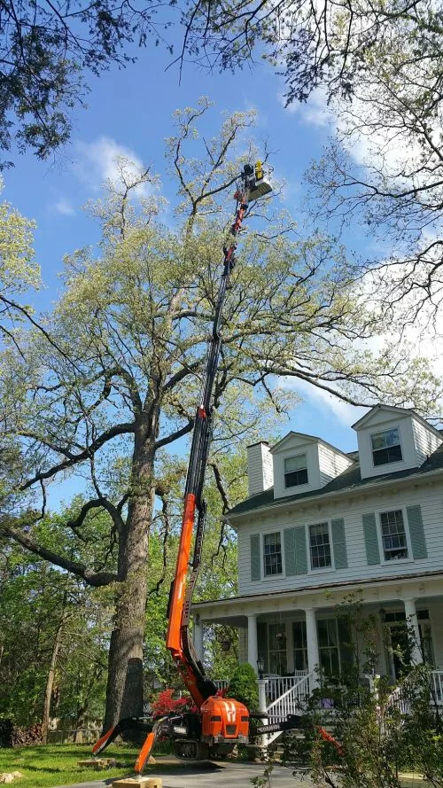 They have done a great job on my back yard trimming tall trees, and the crew is highly qualified