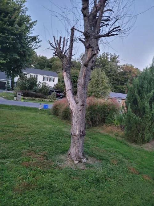 My neighbors were having tree work done and highly recommended Chainsaw