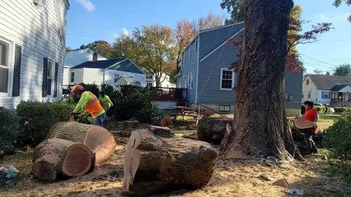 I was extremely happy with the tree pruning done by Chainsaw Tree Services