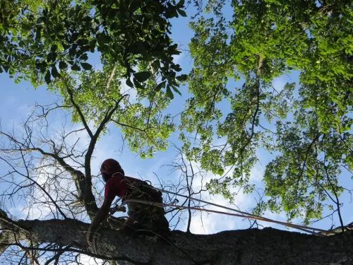 Chris does fantastic work. He is personable and provides the best arborist services in the area