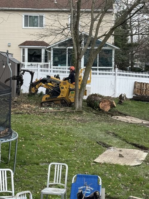  alt='Shy Tree did a phenomenal job with removing and stump grinding a rooted red maple the crew did an awesome job making sure'