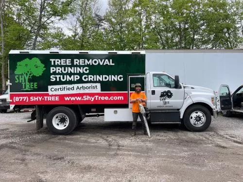 Shy Tree did a phenomenal job with removing and stump grinding a rooted red maple the crew did an awesome job making sure