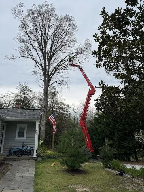 Sean and his crew are absolutely the best! I have a lot of trees and Sean has been here so many time I have him on speed