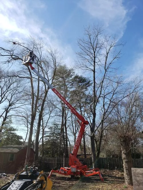 Bay Area Tree Care did a great job from start to finish. After the initial phone call, they arrived within days to discuss