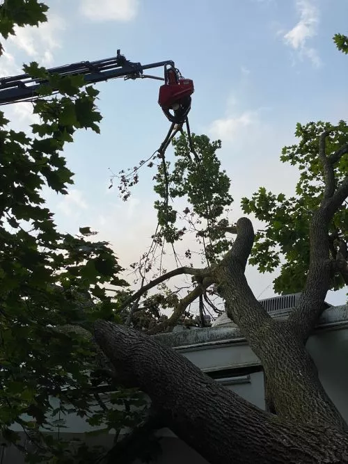 Rodney and his crew from Empire Tree Services did a fantastic job removing a large, dead maple tree that was near our house