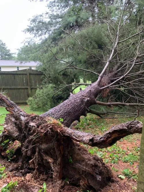 C2 crane tree service came out today and trimmed back about 20 pine trees along my driveway