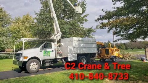 The C2 crew removed 5 trees and ground the stumps. Three of these trees were very large over 75" tall