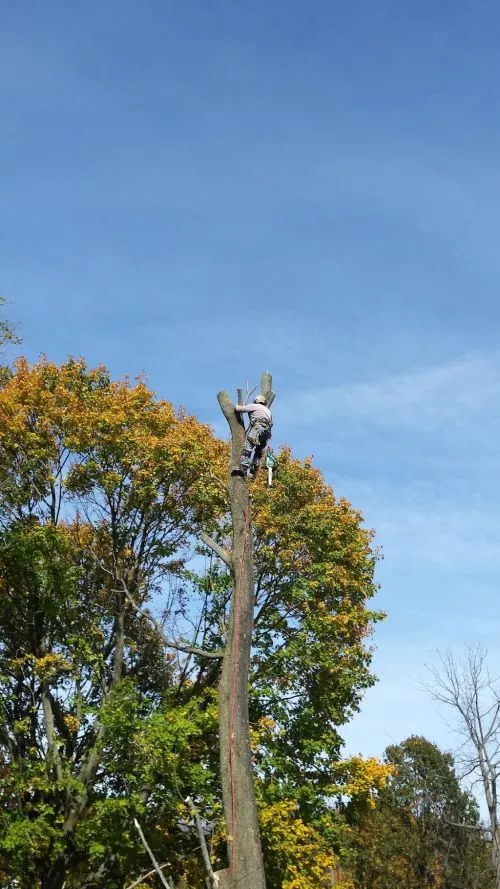 All DMV Areas! GREAT Work & COST! FREE Estimate!💯 (PICS- MAIN Big Pine Tree Cut & Pruned cus POWER/PHONE LINES go THRU