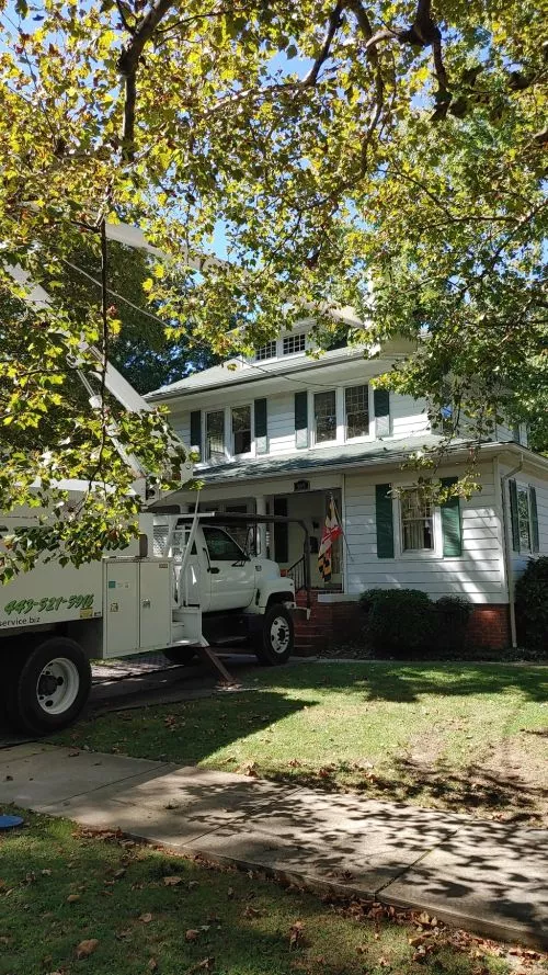 Eastern Tree Services did a fantastic job of removing 2 trees and trimming up another