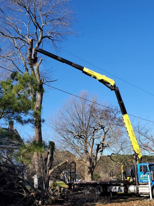  alt='Wow. The best experience I have ever had with any tree service company. During the storms a large tree fell on my house'