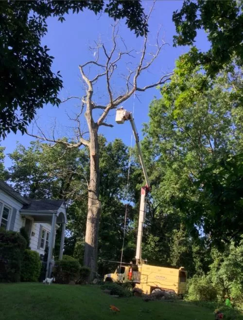 Great! I watched the precision and the process of the tree removal