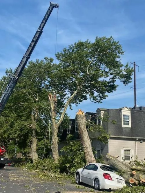 I live in NC and needed a huge damaged twin oak removed from my investment property in Bel Air