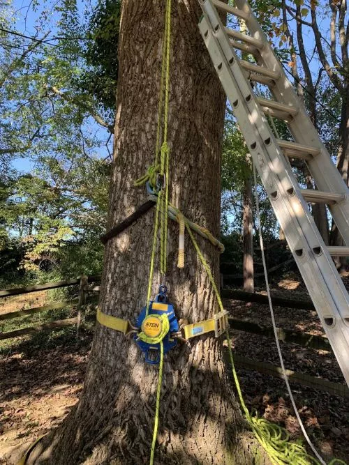 Tremendous job! Great customer service, communication, availability! Will continue to use Landmark Tree Care going forward!