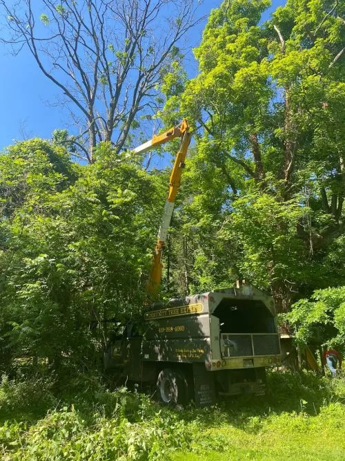 If you are using Community Trees to take care of the trees on your property, it is important to pay close attention to how