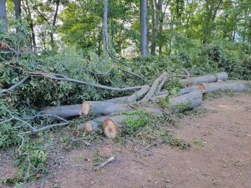 Came home these evening expecting the yard to be rutted from the equipment that was needed to bring down a couple of trees