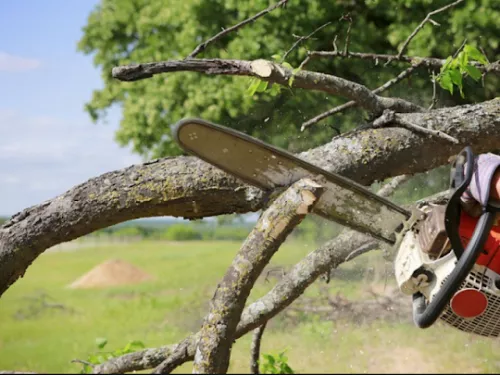 Chesapeake Tree & Outside Services did an excellent job for us. The tree we needed removed was large and in a difficult