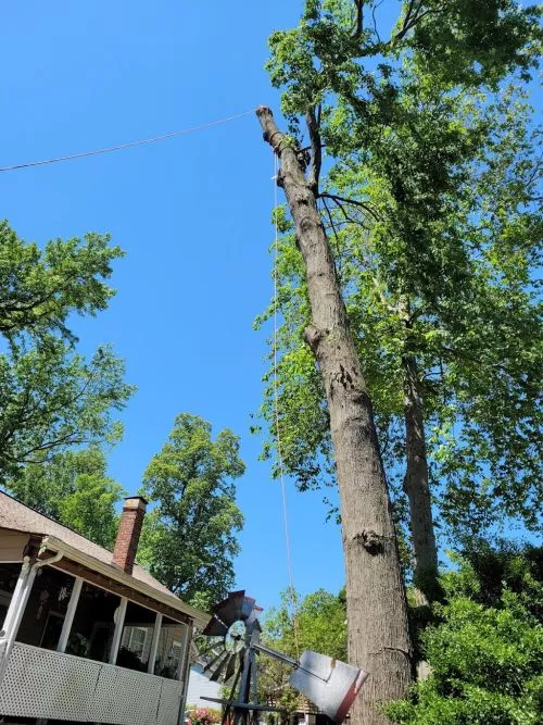 Very efficient team, arrived on-time, and finished quickly. The area was cleared after — all debris & tree limbs removed