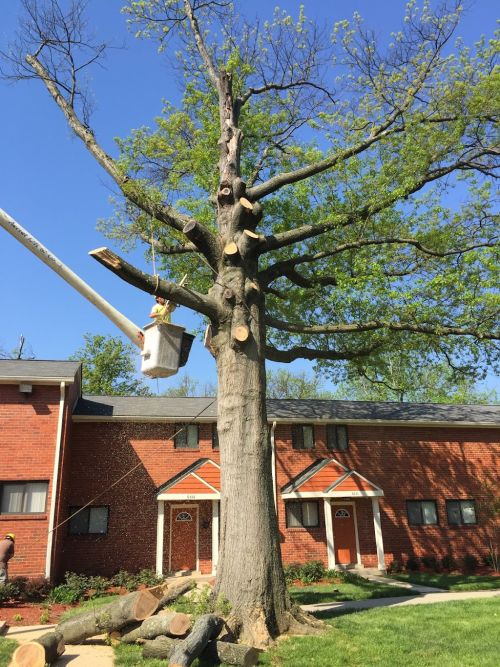  alt='Mr Hernandez was paid $675 on Sep 28 to trim my large oak tree that has limbs hovering dangerously near my bedroom window'