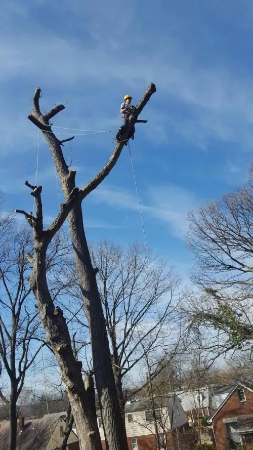 Mr Hernandez was paid $675 on Sep 28 to trim my large oak tree that has limbs hovering dangerously near my bedroom window