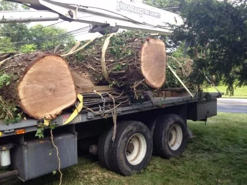 I had a beautiful 35-40 ft. pine in my yard that had not looking so pretty over the past few year