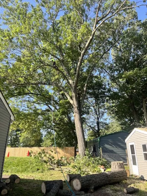 Dr. Tree recently took out a mulberry tree in our back yard. They did a wonderful job, and were able to come and get the