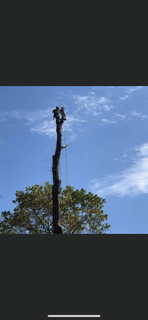  alt='We have been using Southern Maryland Tree Service for so many years we lost count'