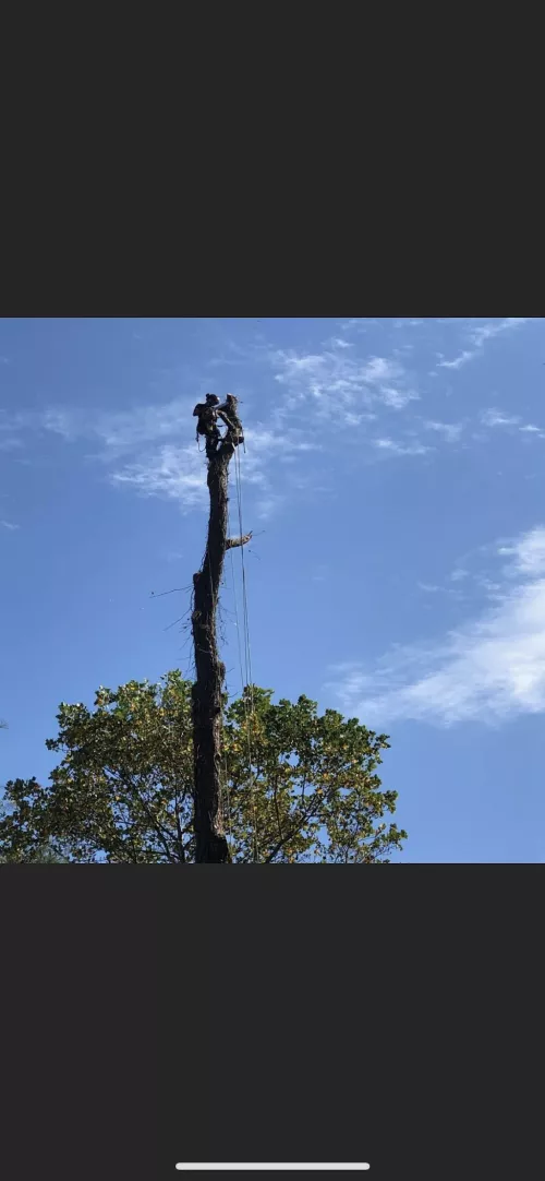 We have been using Southern Maryland Tree Service for so many years we lost count