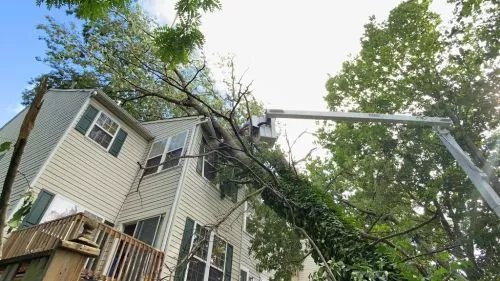 From quote to clean up, Marcos and team did a fantastic job taking down 100’ trees in our yard