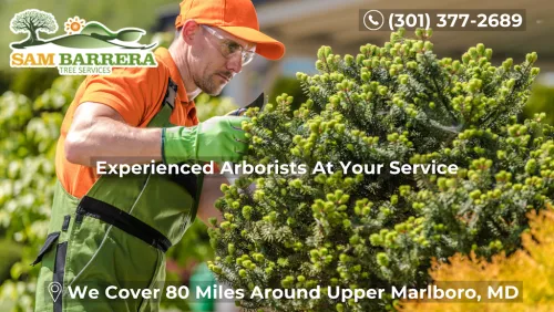 I highly recommend Sam Barrera tree service! I am pleased with the service I have received