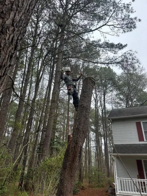 I’ve been using Sam for landscaping and tree removal for some time