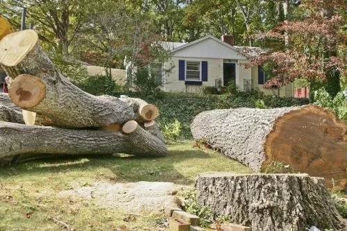 My experience was awesome! I received 4 different estimates for removing 2 large trees in my backyard