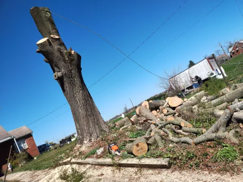 Very professional, friendly and responsive. This is hard to find nowadays. They cut down a beech nut tree and elm tree