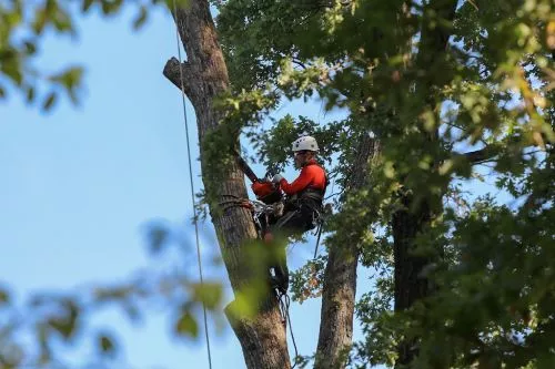 Great service! I had a tree taken down in my back yard. The crew was thorough and efficient