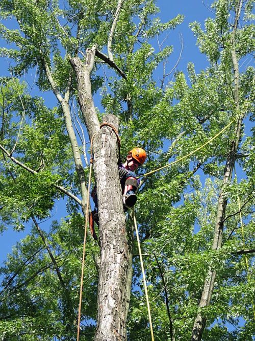  alt='We used Chuck and his team for bamboo removal in our backyard, along with taking multiple trees down and ripping up flower'