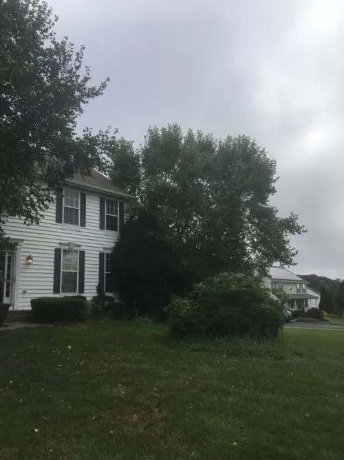 We used Chuck and his team for bamboo removal in our backyard, along with taking multiple trees down and ripping up flower