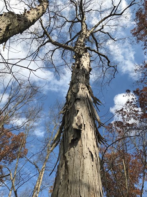  alt='I had a huge tree fall in my yard after a storm the other day blocking the driveway'