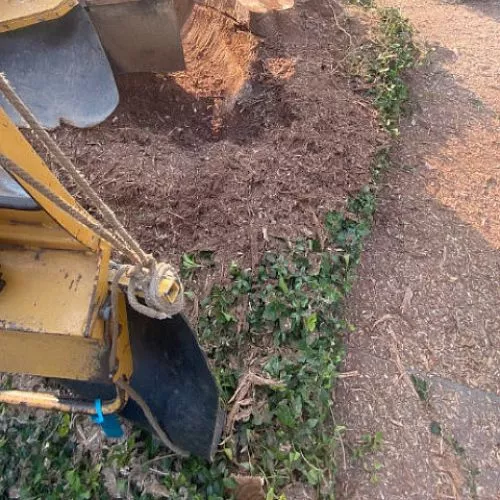 When a storm caused a large tree to fall on our house last summer, IG Tree Care Service came to our rescue