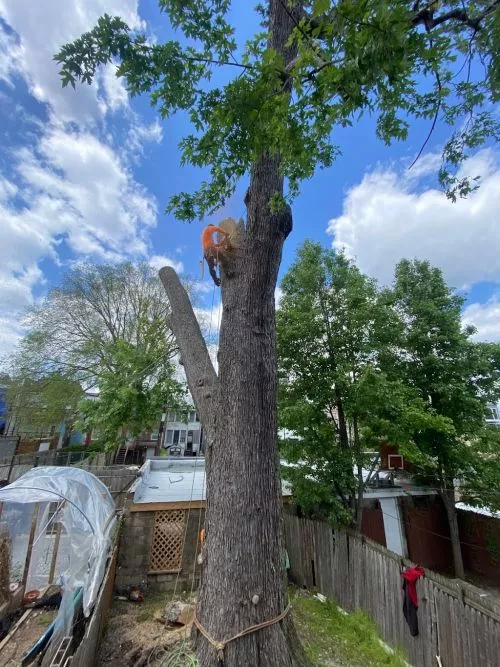 Danny and his crew did a GREAT job cutting down a big tree and trimming 3 other trees in my yard