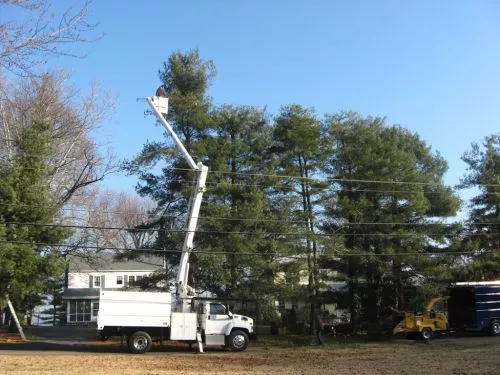 Successfully accomplished difficult task of taking down-removing 70 ft tree between two houses & cleanup afterwards